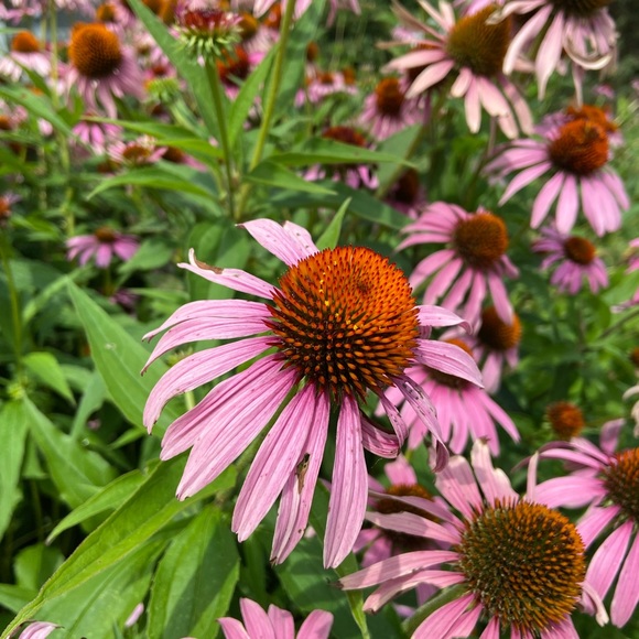 Meet your Posher, Mar - Picture 1 of 1